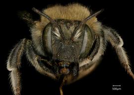   Anthidium palliventre nbsp;female face, photo: Jeni Sidwell 
